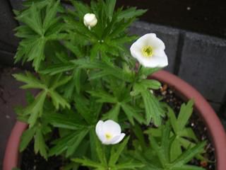 ハクサンイチゲの花が素敵です。