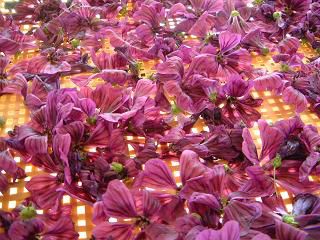 マロウの花摘みに追われています。