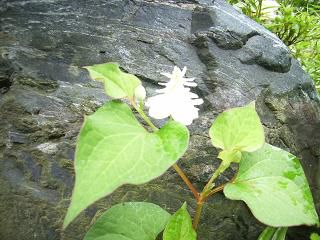 ドクダミにも八重の花があるのご存じですか？
