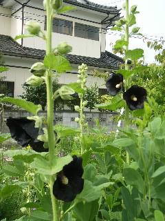 庭の様子