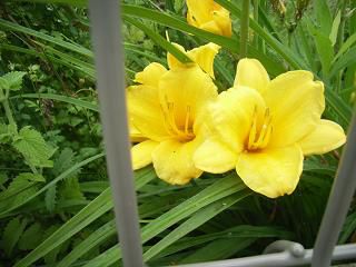 黄色の花もさいています。