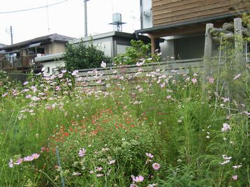 今、我が家の庭は・・・