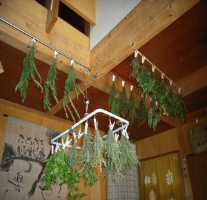 ハーブミックス用のハーブを摘んでドライに・・・