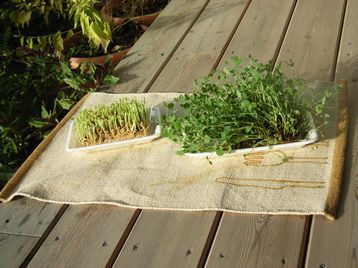 豆苗（トウミョウ）の再利用