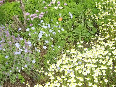 花に癒されています