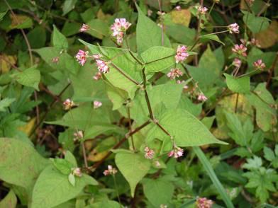 溝蕎麦の花が綺麗です。