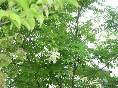 雨上がりの庭が好きです。
