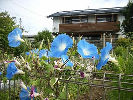 朝顔が咲きました。