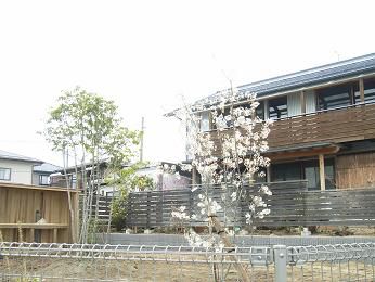 庭造り（その３）・・シンボルツリーを植えました。