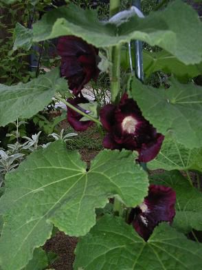 ブラックホリホックが黒紫の花を咲かせました。
