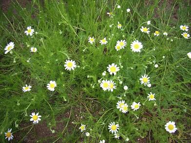 ブルーや白の爽やかな色の花が心地良いです。（今朝の庭の様子）