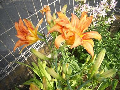 ヤブカンゾウの花が夏らしいです。