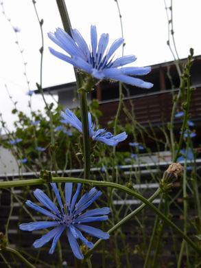 雨上がりの朝にチコリの花が爽やかです。