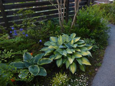 太陽の光を浴びると植物の感じが・・・
