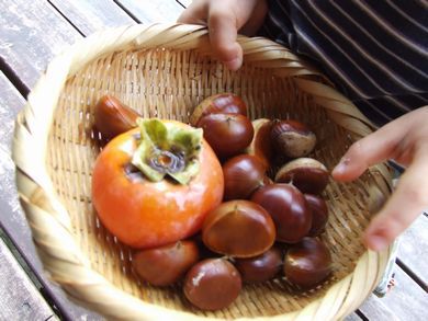 里山日記・・・甘～い「干し柿」になあれ