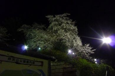 【渡利Ｗさん家】 庭木を届けた後に、夜桜見物