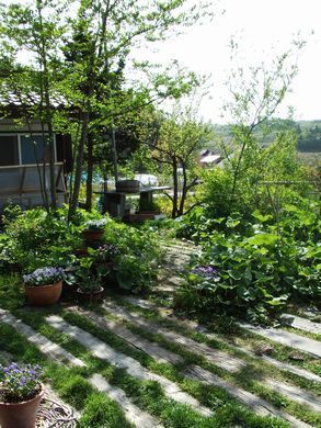 里山日記・・・春の庭「小路とフキ」