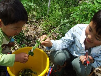 里山日記･･･遅めの山菜収穫