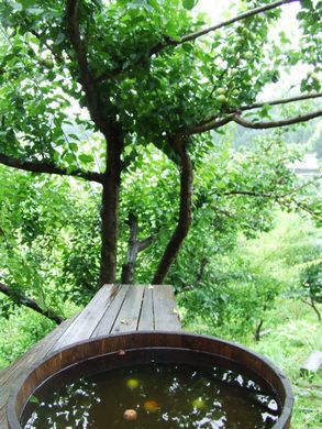 里山日記・・・今年の梅もぎ