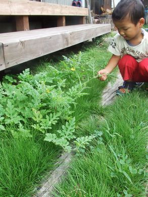 里山日記・・・夏の終わりのスイカ