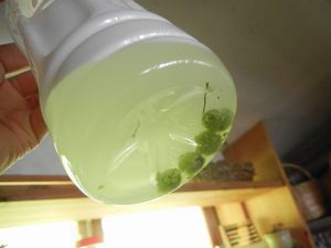里山日記・・・残暑の中、ちっちゃな秋見つけた 