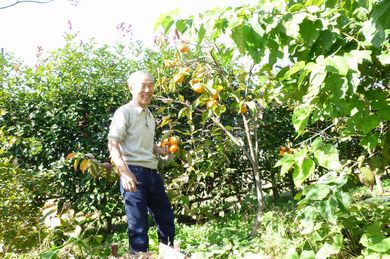 【泉崎Ｔさんの庭】 カヤの実ってご存知？