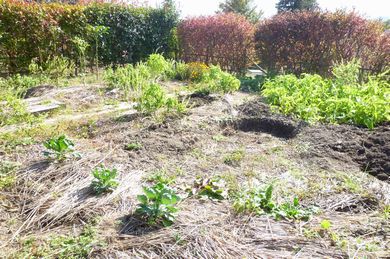 【泉崎Ｔさんの庭】 庭土の線量低下の実験も