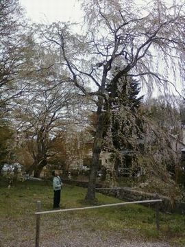 里山日記･･･樹木医としだれ桜