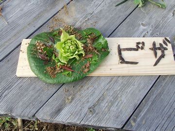 里山日記･･･大寒ですが、春を感じる庭の草木たち