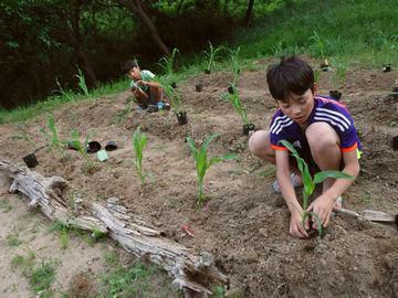 里山日記・・・コンパニオンプランツ的発想