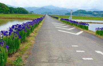 里山日記・・・現場への道中　あやめが見ごろ