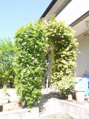 里山日記・・・とげの無いバラ　がお出迎え