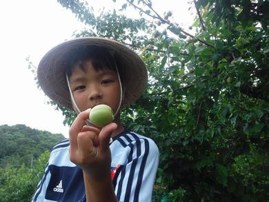 里山日記・・・梅雨入り。梅もぎの季節