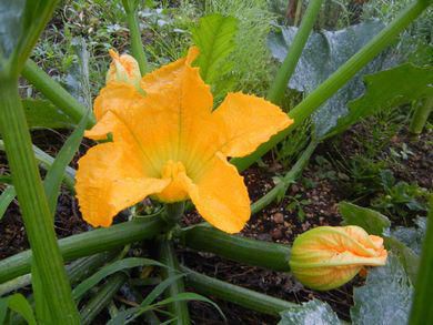 里山日記・・・ズッキーニのお花