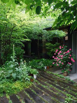 小野町のM邸　梅雨に喜ぶ草花たち