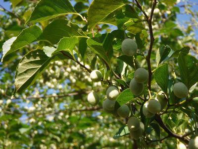 里山日記・・・エゴの木の たわわな実
