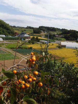 里山日記・・・田も野山も 黄金色の季節