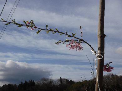 里山日記・・・しだれ桜が咲いた！　and　梅の里まつり