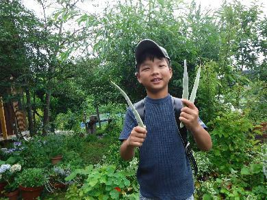 里山日記・・・梅雨の楽しみ　その1　アジサイ