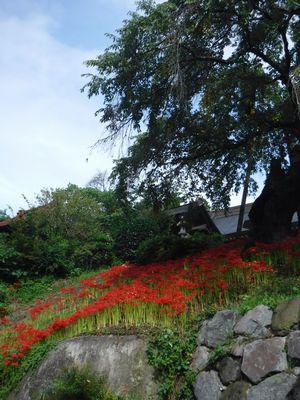 里山日記・・・お彼岸のヒガンバナ