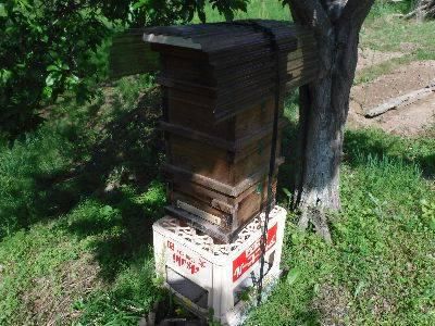 里山日記・・・ニホンミツバチを求めて