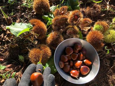 里山日記・・・栗ご飯