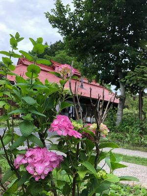 里山日記・・・アジサイの季節♪