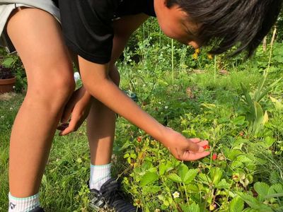 里山日記・・・草刈りの休憩はワイルドストロベリー