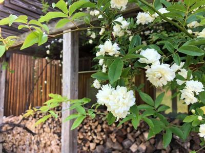 里山日記・・・雑草天国と草花