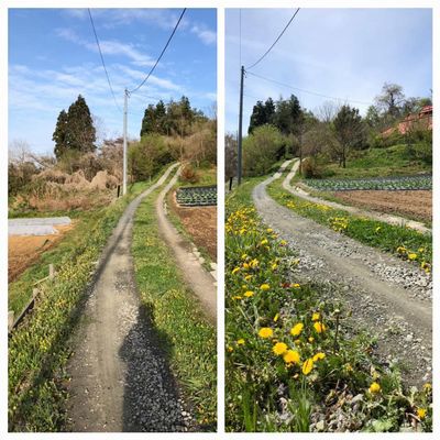 里山日記・・・たんぽぽロードの朝と昼の違い