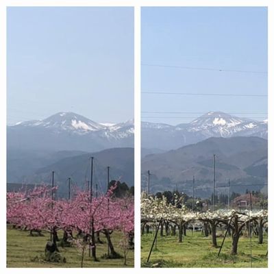 里山日記・・・福島市の雪うさぎ