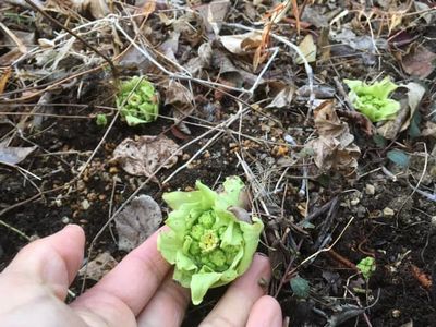 里山日記・・・蕗 梅 咲いた！　春よ来い♪