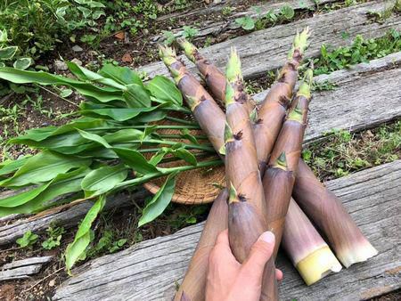 里山日記・・・破竹のたけのこ