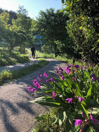 里山日記・・・涼しげな雰囲気の紫蘭が盛りです♪